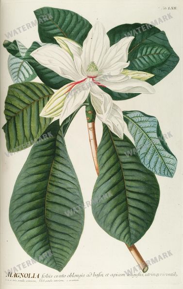 Botanical Vintage Prints