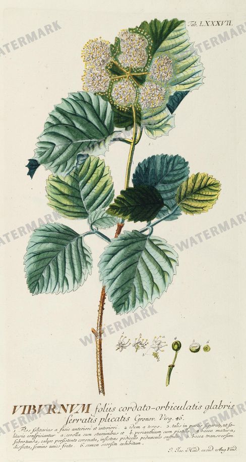 Botanical Vintage Prints