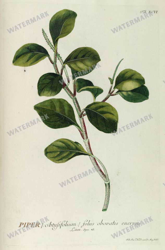 Botanical Vintage Prints