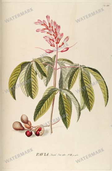 Botanical Vintage Prints
