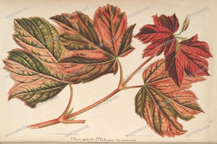 Botanical Vintage Prints