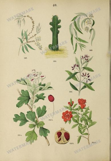 Botanical Vintage Prints