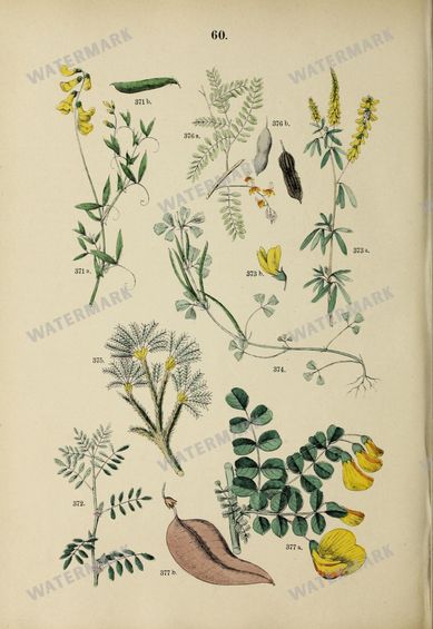 Botanical Vintage Prints