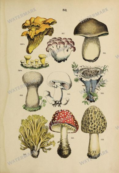 Botanical Vintage Prints
