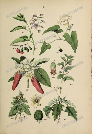 Botanical Vintage Prints