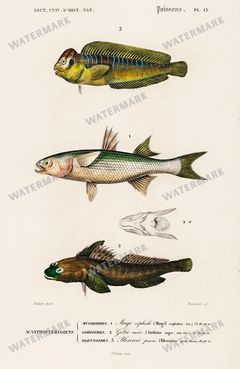 Dictionnaire Universel Dhistoire Naturelle Vintage Prints