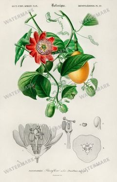 Dictionnaire Universel Dhistoire Naturelle Vintage Prints