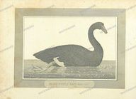 Fauna Vintage Prints