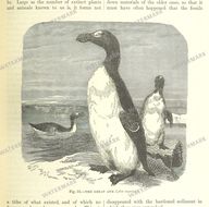 Fauna Vintage Prints