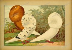 Fauna Vintage Prints