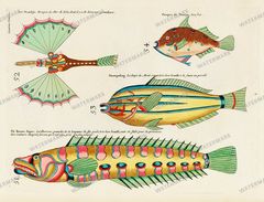 Fish Vintage Prints