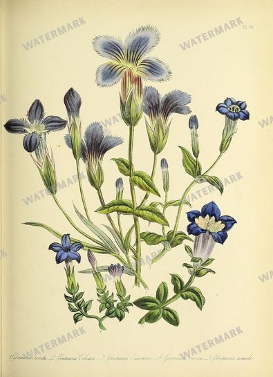 Floral Vintage Prints