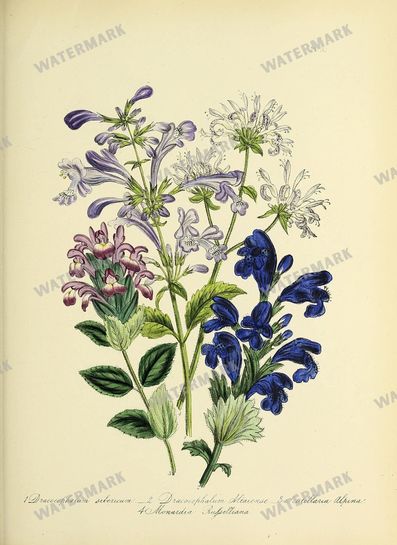 Floral Vintage Prints