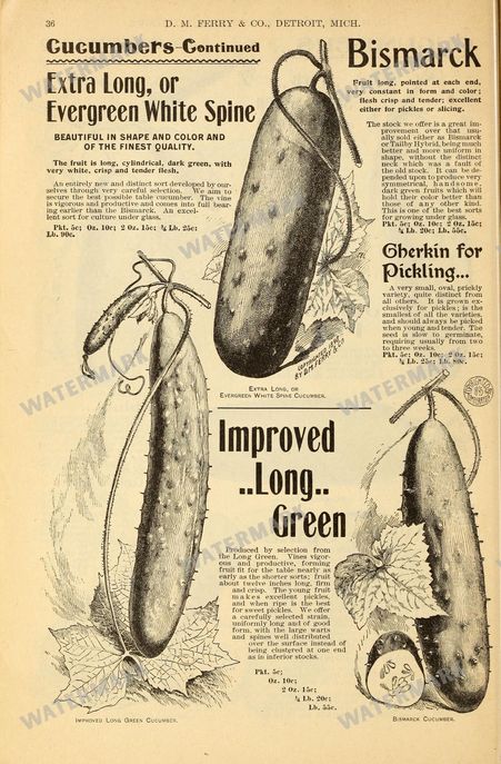 Fruit And Vegetables Vintage Prints