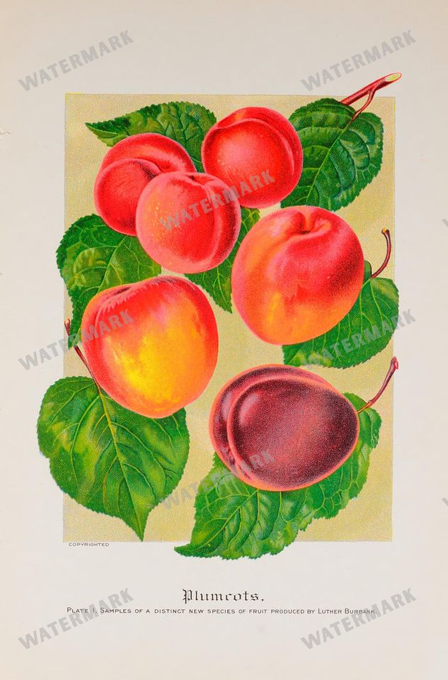 Mixed Ephemera Vintage Prints