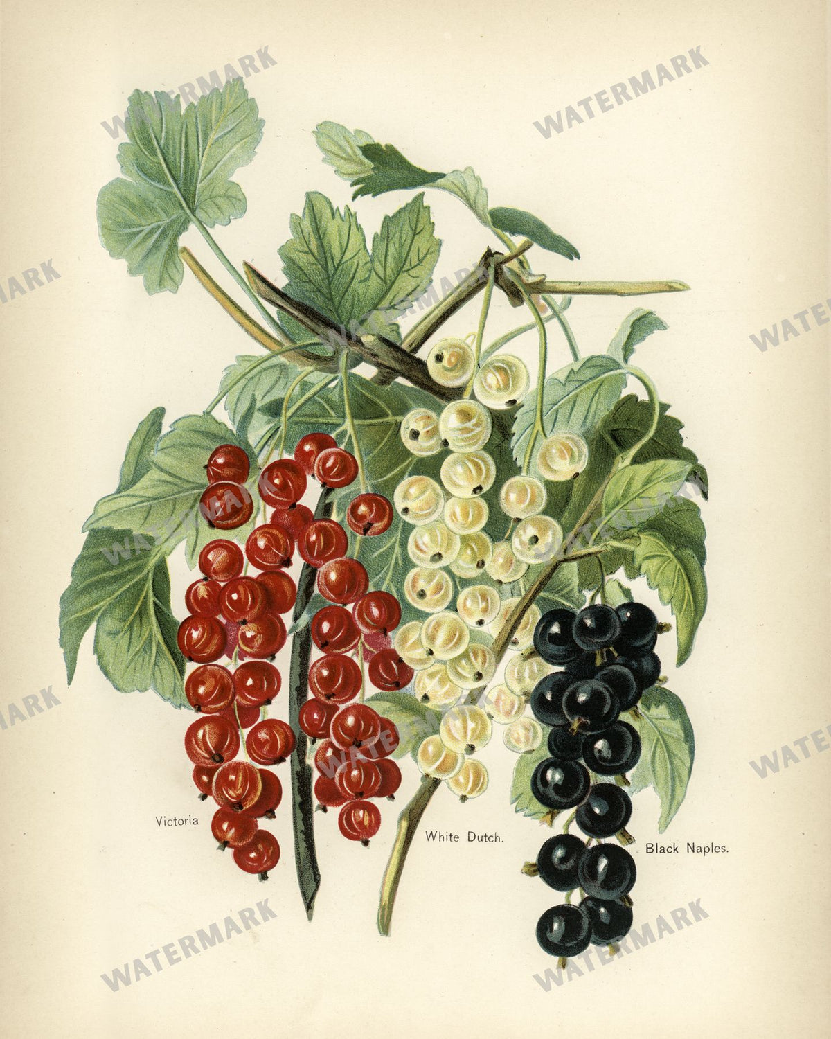 The Fruit Grower'S Guide Vintage Paintings
