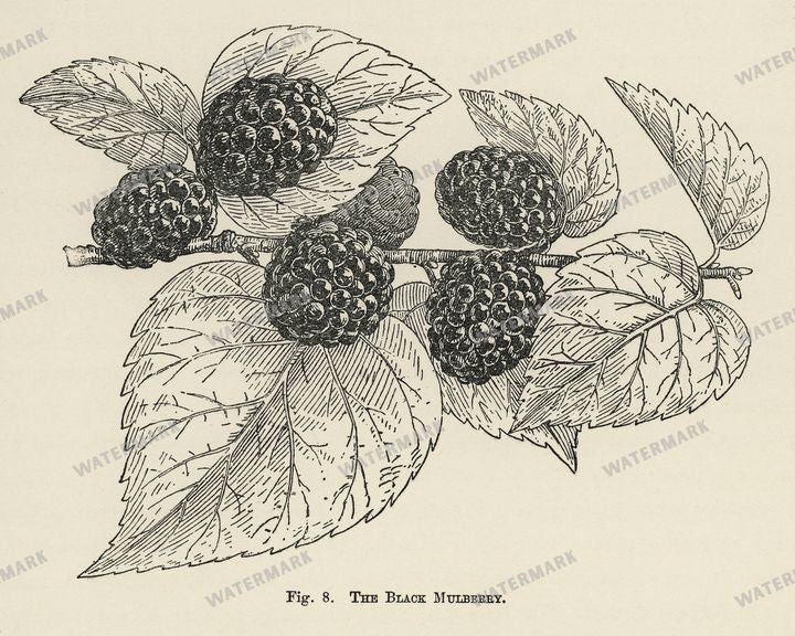 The Fruit Grower'S Guide Vintage Paintings