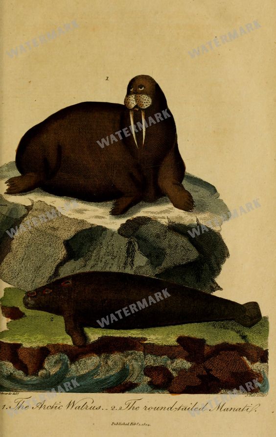 Wildlife Vintage Prints