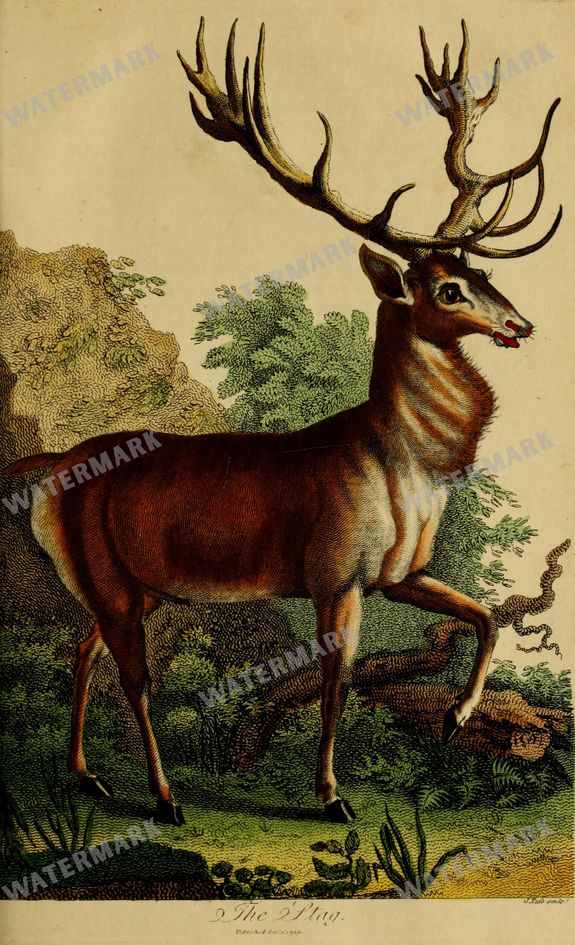 Wildlife Vintage Prints