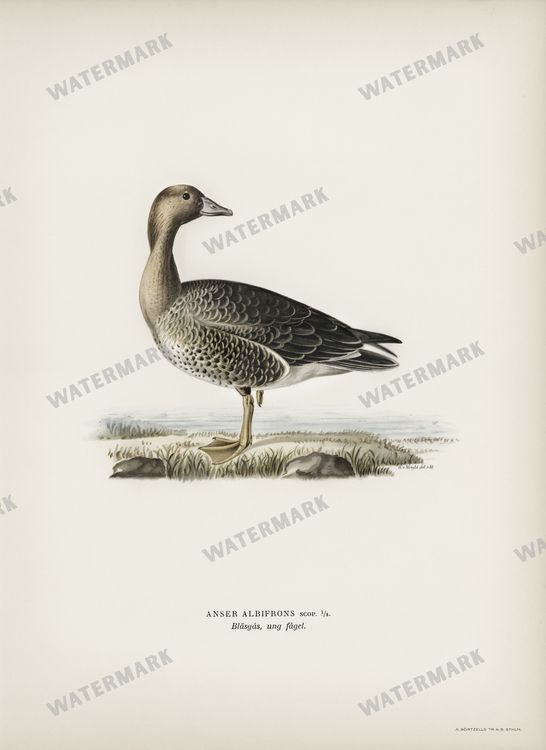 Birds Vintage Prints