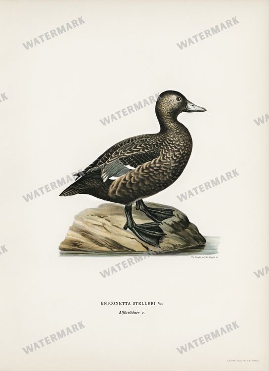 Birds Vintage Prints