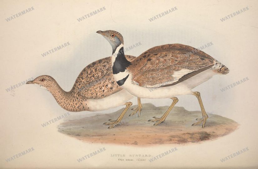 Birds Vintage Prints