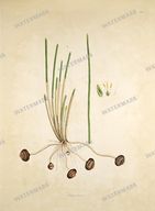 Botanical Plant Vintage Prints