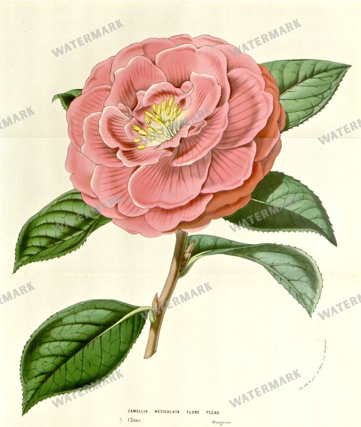 Botanical Vintage Prints