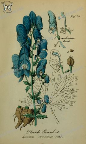 Botanical Vintage Prints
