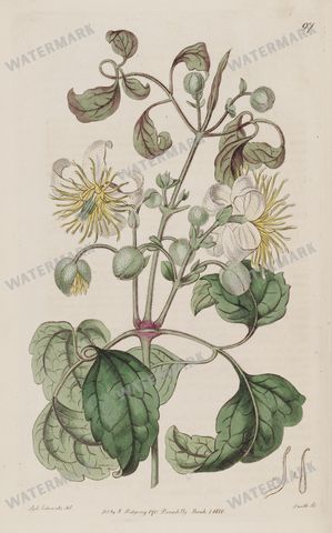 Botanical Vintage Prints