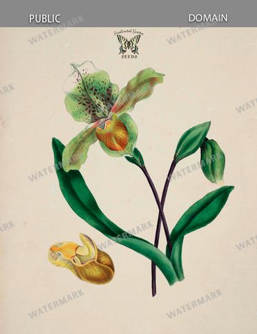 Botanical Vintage Prints
