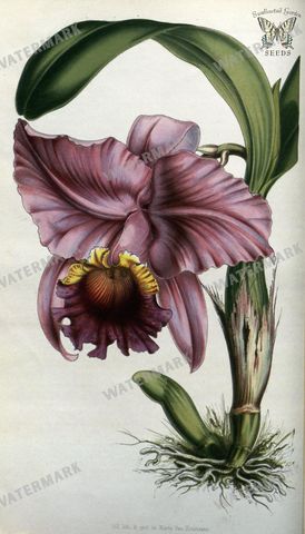 Botanical Vintage Prints