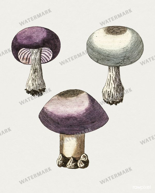 Botanical Vintage Prints