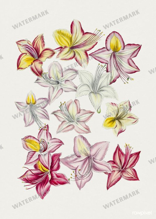 Botanical Vintage Prints