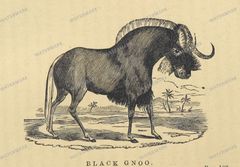 Fauna Vintage Prints