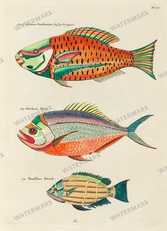 Fish Vintage Prints