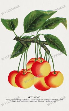 Folio Of Botanical Specimen Vintage Prints