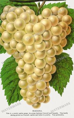 Folio Of Botanical Specimen Vintage Prints