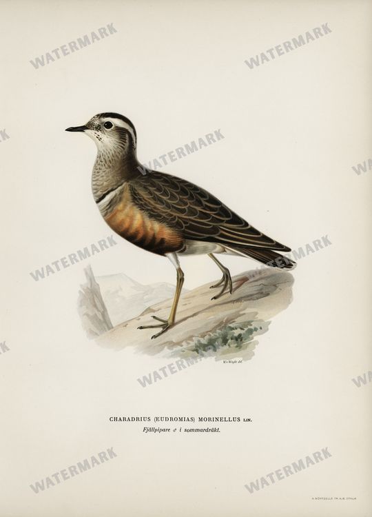Birds Vintage Prints