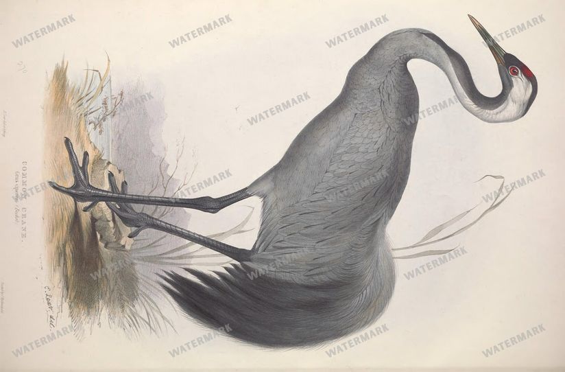 Birds Vintage Prints