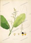 Botanical Plant Vintage Prints