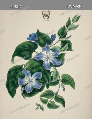 Botanical Vintage Prints