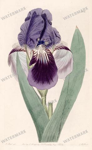Botanical Vintage Prints