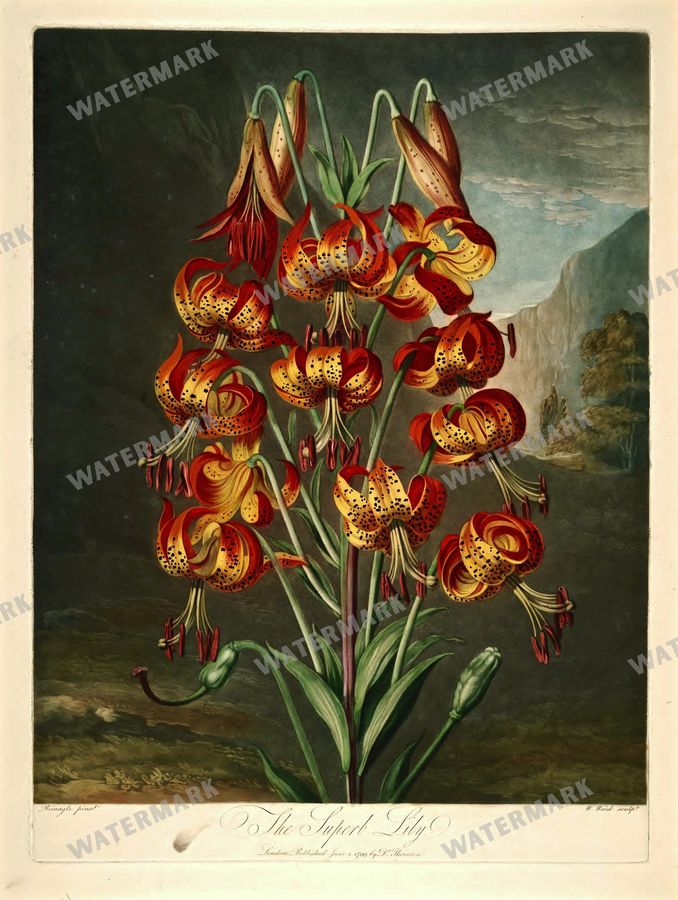Botanical Vintage Prints