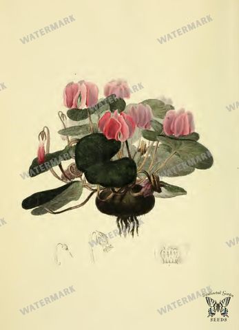 Botanical Vintage Prints