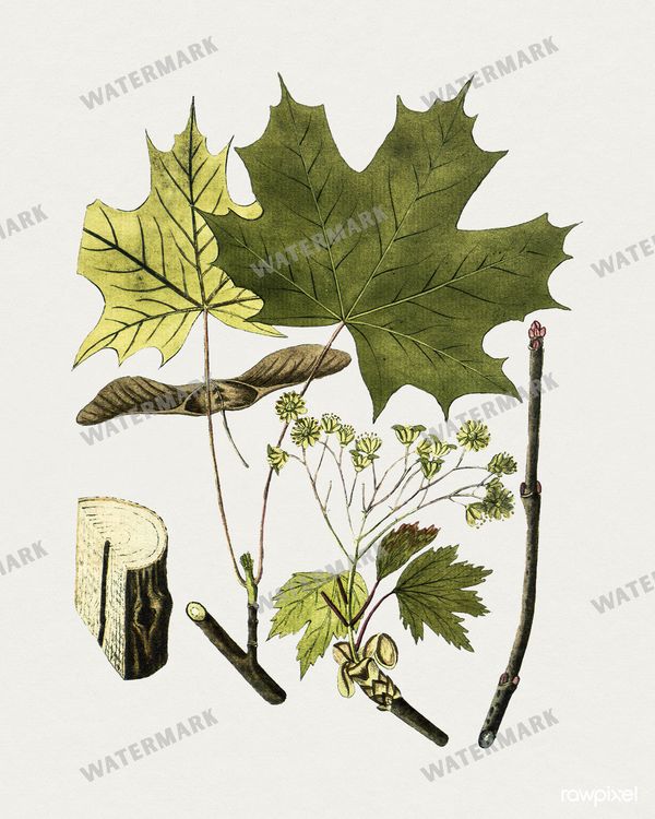 Botanical Vintage Prints