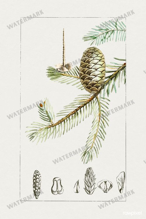 Botanical Vintage Prints