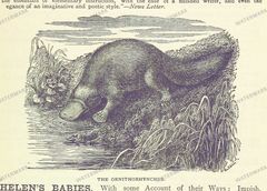 Fauna Vintage Prints