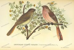 Fauna Vintage Prints