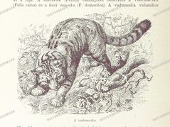 Fauna Vintage Prints